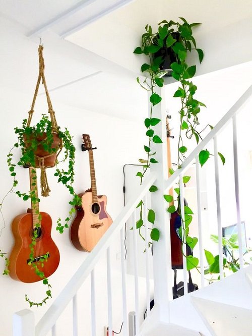 Wonderful Indoor Plants for the Stairs4