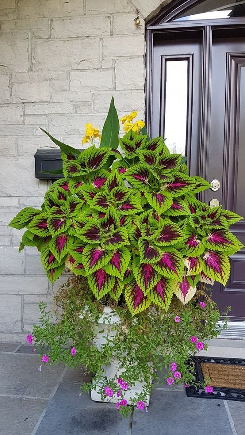 Purple Plant Ideas for Landscaping2