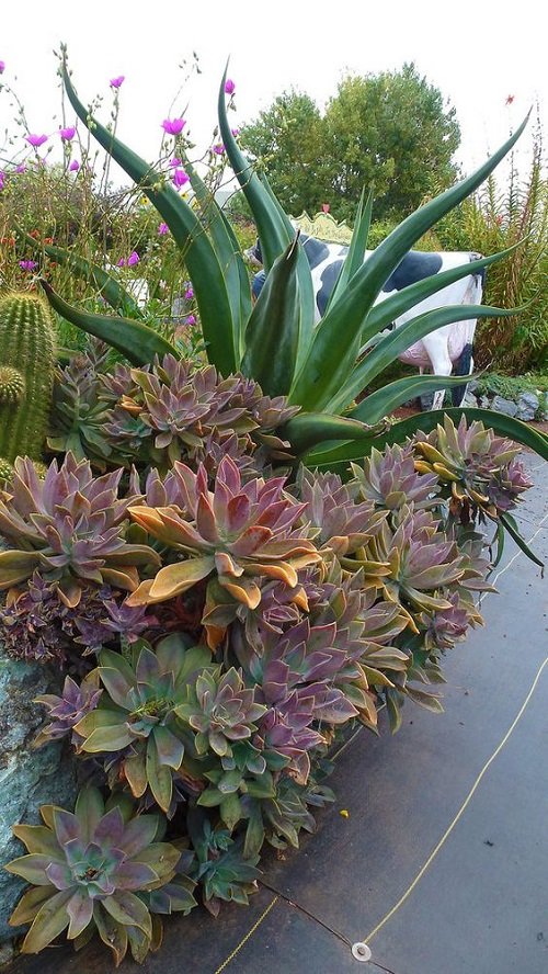 Purple Plant Ideas for Landscaping5