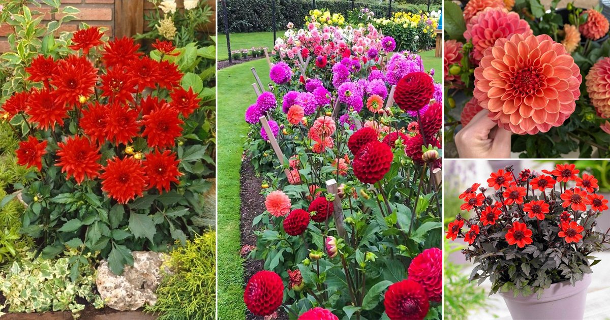 faldt Kontrovers Fjord 27 Best Red Dahlia Varieties for the Garden | Red Dahlia Meaning and  Symbolism