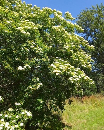 26 Different Types of Dogwood Tree Varieties