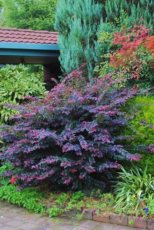 Landscape Designs with Purple Plants7