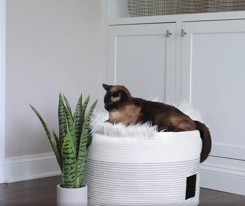 Fantastic DIY Cat Room Ideas You Must Try 28