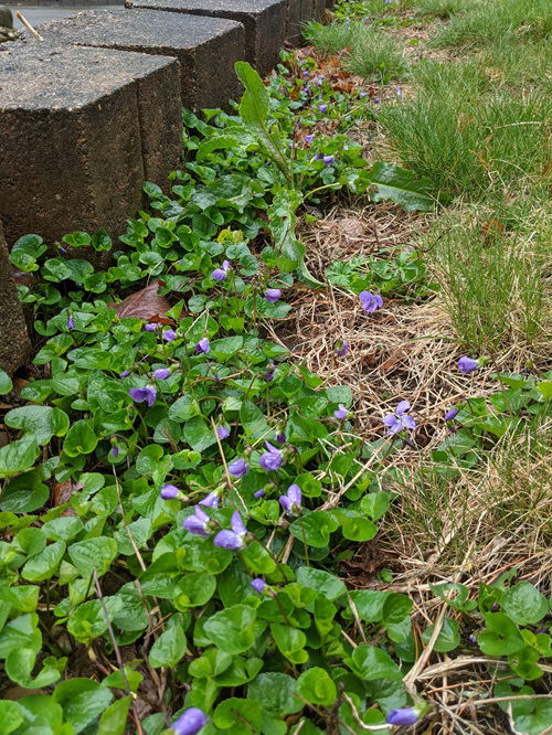 lovely Beautiful Plants for Pathways 