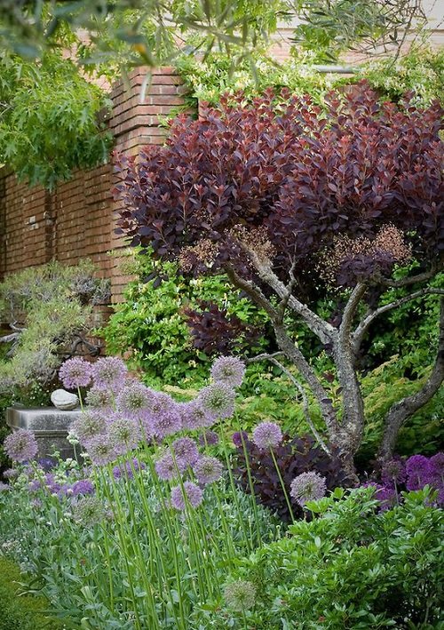 Purple Plants Landscaping Ideas2