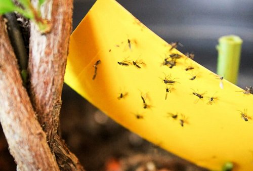 Types of Fungus Gnats 2