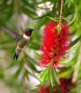 17 Plants That Attract Hummingbirds in Florida