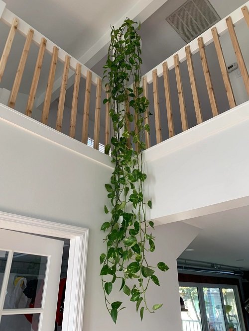 Amazing Indoor Vines on the Staircase Ideas1