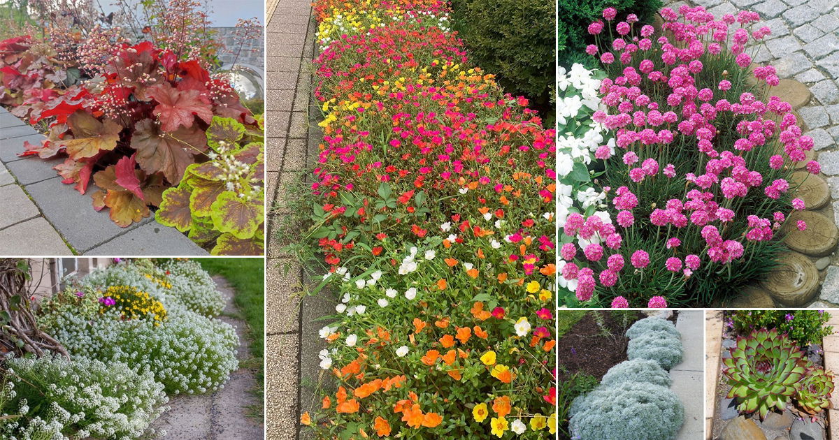 42 Stunning Plants For Walkways | Balcony Garden Web