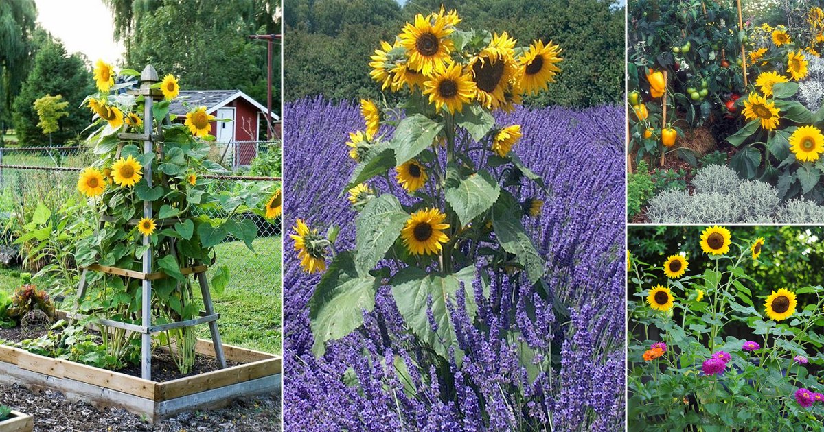 Image of Sunflowers companion planting