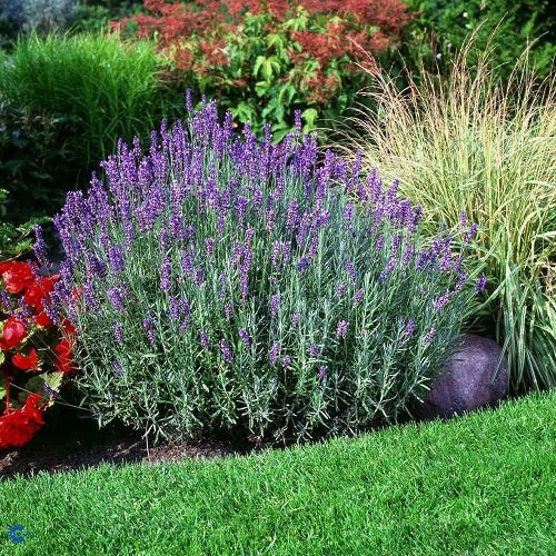 Is Lavender a Perennial or Annual 4