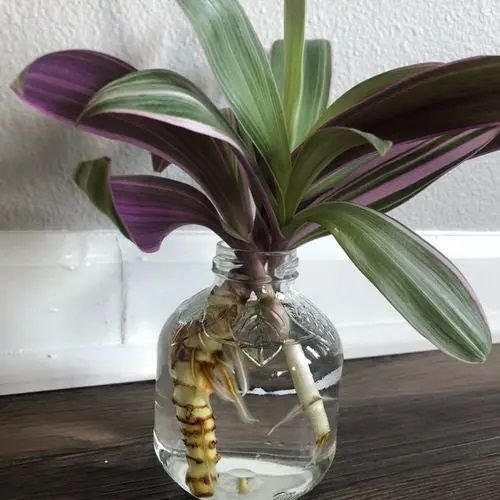 popular Indoor Plants You Can Grow In Vases2