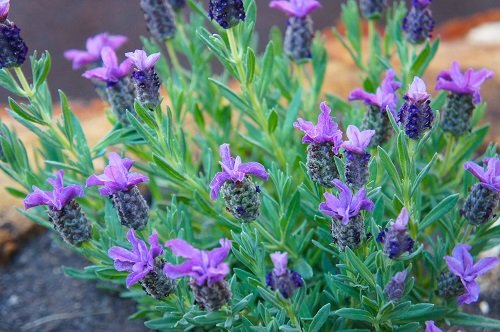 Lavender a Perennial or Annual 8