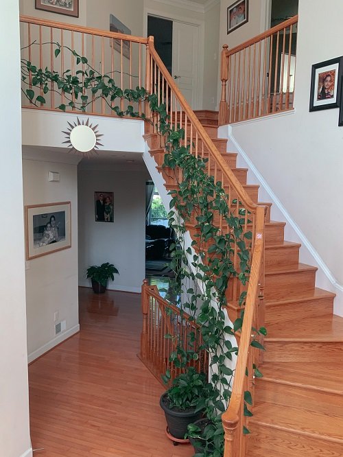 Wonderful Indoor Plants for the Stairs1