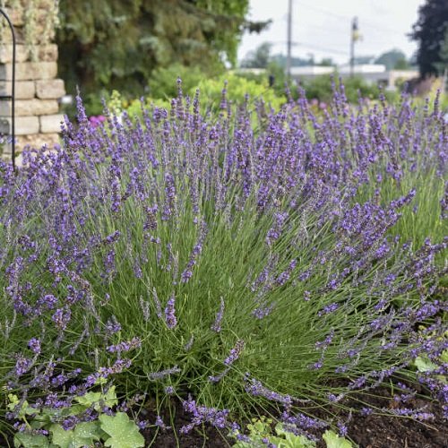 Is Lavender a Perennial or Annual 8