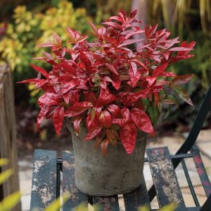 15 Beautiful Types of Nandina Varieties | Balcony Garden Web