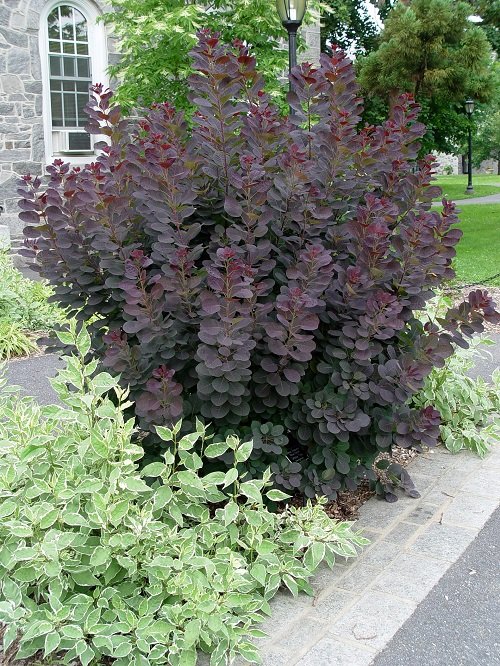 Ideas for Purple Plant Landscaping3