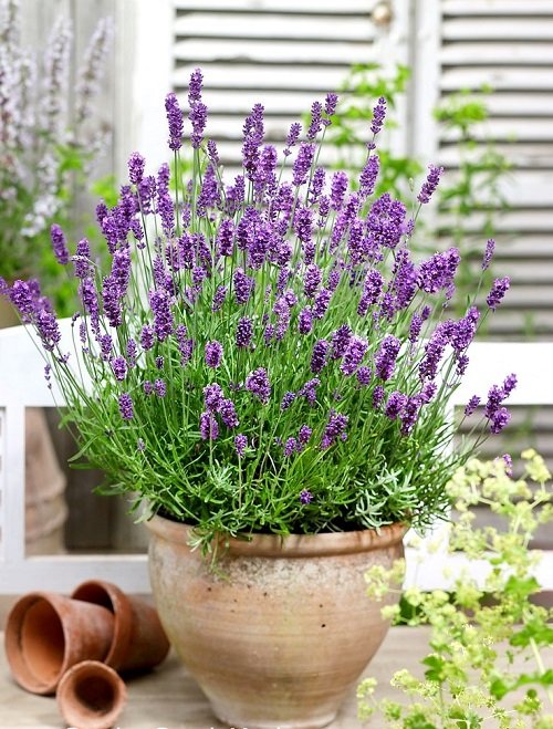 Is Lavender a Perennial or Annual 12