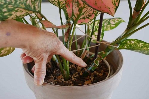 Growing Aglaonema from Stem Cuttings and Branches 2