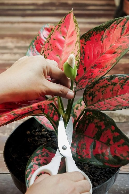 Growing Aglaonema from Stem Cuttings and Branches
