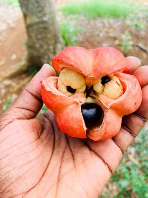 Most Strangest Fruits to eat