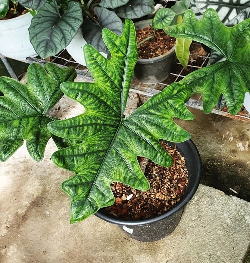 jacklyn alocasia Plants that Look Like a Work of Art2