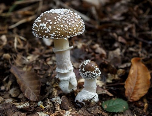Most Toxic Mushrooms 5