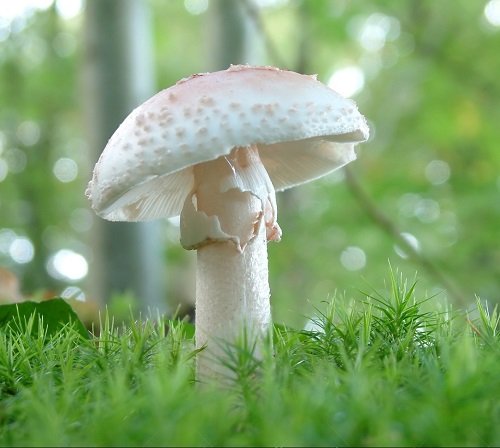 Most Toxic Mushrooms 3