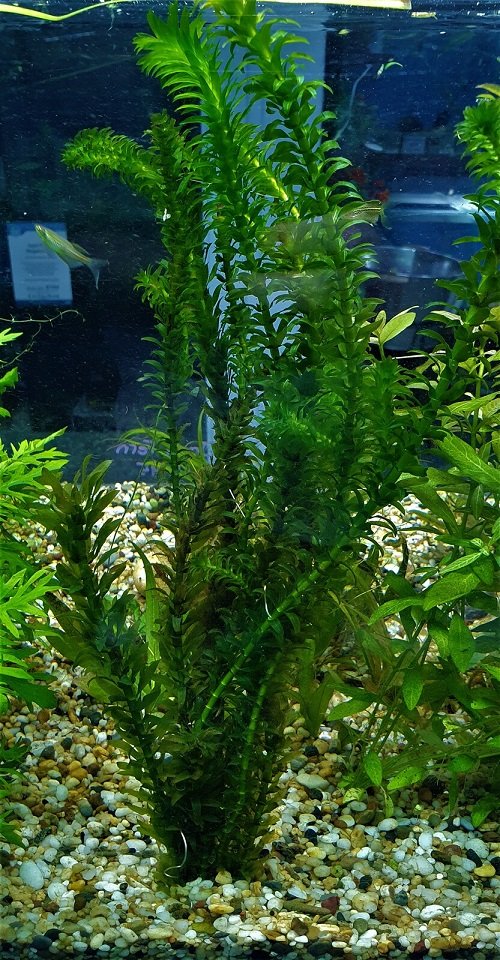 waterweed Plants for a Koi Pond