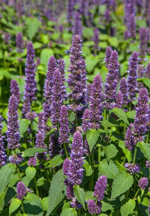 Best Plants that Attract Bees 18