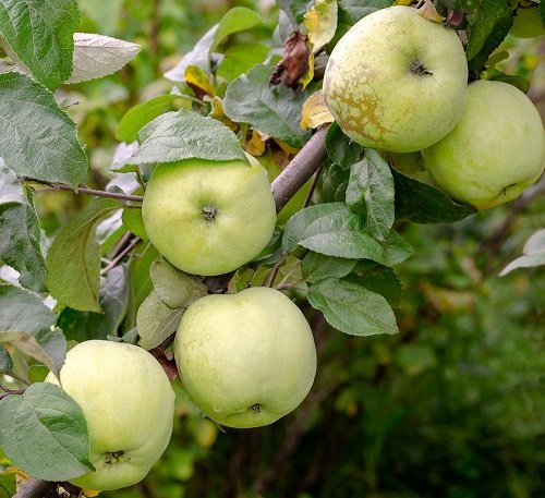 Different Types of Green Apple Varieties 20