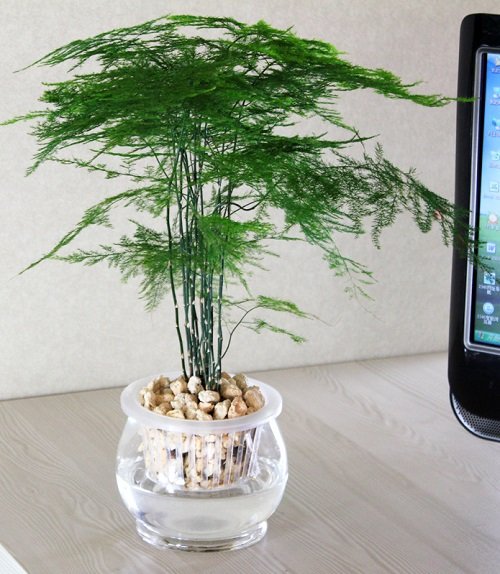 Can Asparagus Fern Grow in Water