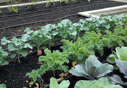 Vegetables You Should Never Plant Together and Why 39