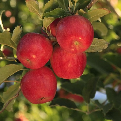 Sweet Apple Varieties 32