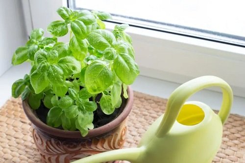 Grow Bigger Basil Leaves top tips 2
