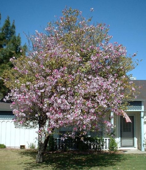 13 Beautiful Trees With Blue Flowers | Balcony Garden Web