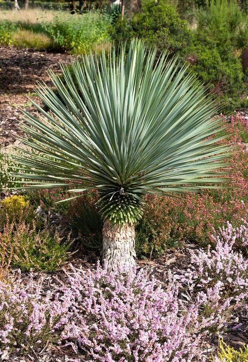 best Types of Yucca  Plant Varieties For Garden