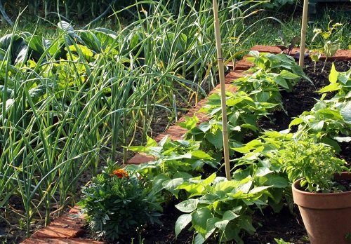 Combinations of Vegetables You Should Never Plant
