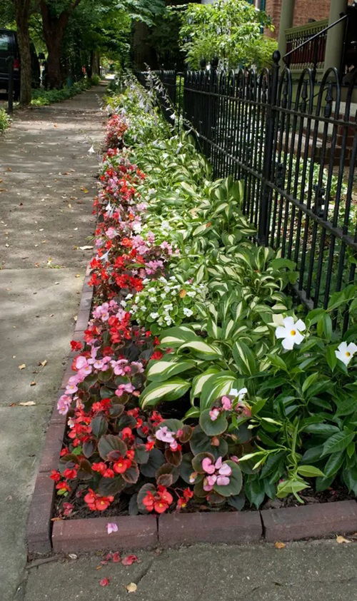 lovely stunning walkway plants 