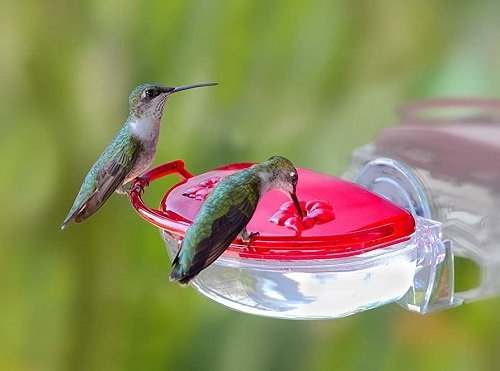 Best Hummingbird Foods