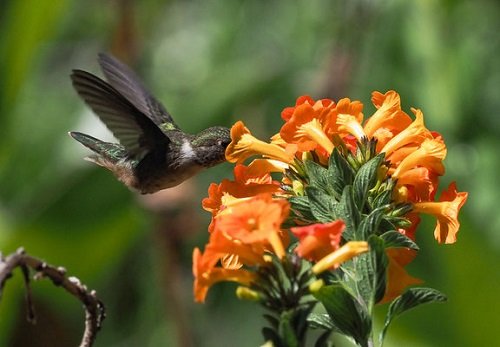 17 Plants That Attract Hummingbirds in Florida 5