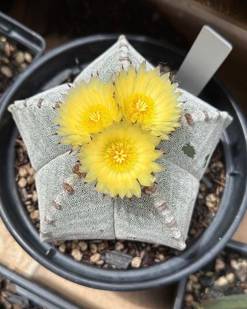 Yellow Flowering Cactus star 