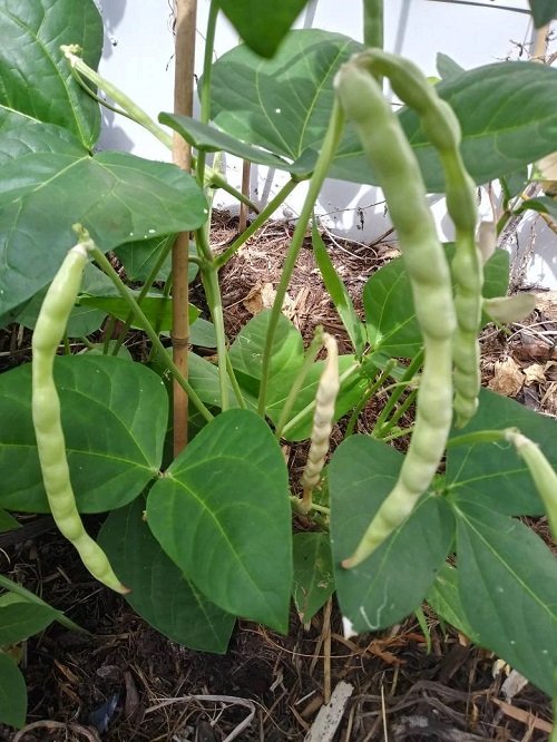 Best Types of Beans You Can Grow Vertically 19
