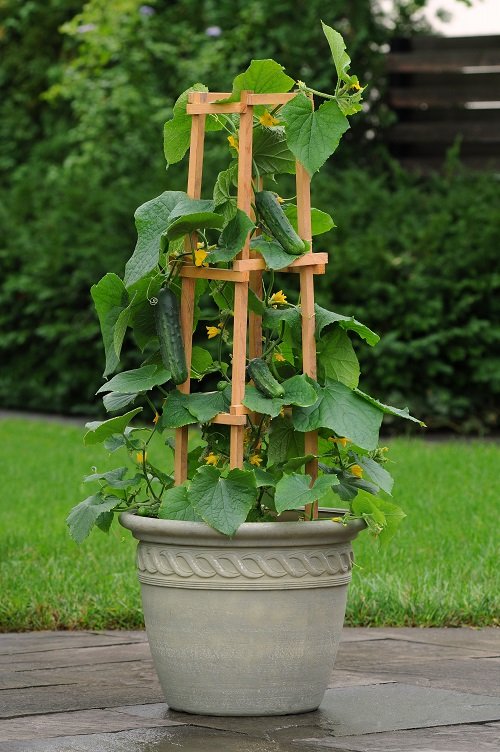 How to Grow Cucumbers in Container
