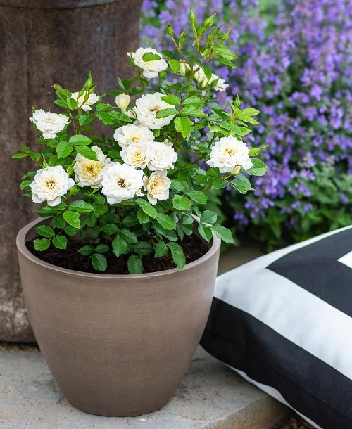 42 Best White Garden Roses Varieties 18