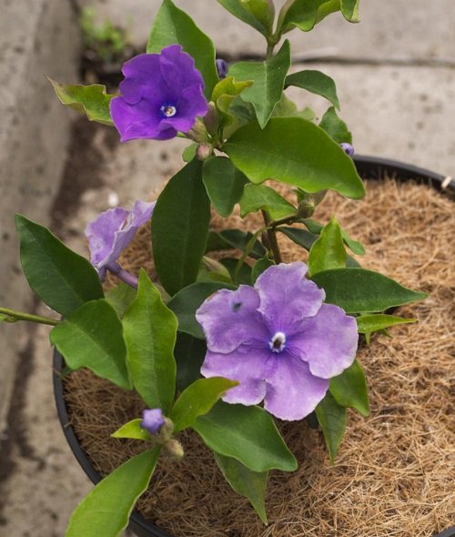 Top-Performing Blossoms that Take Cuttings