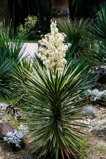 24 Different Types of Yucca Plant Varieties | Balcony Garden Web