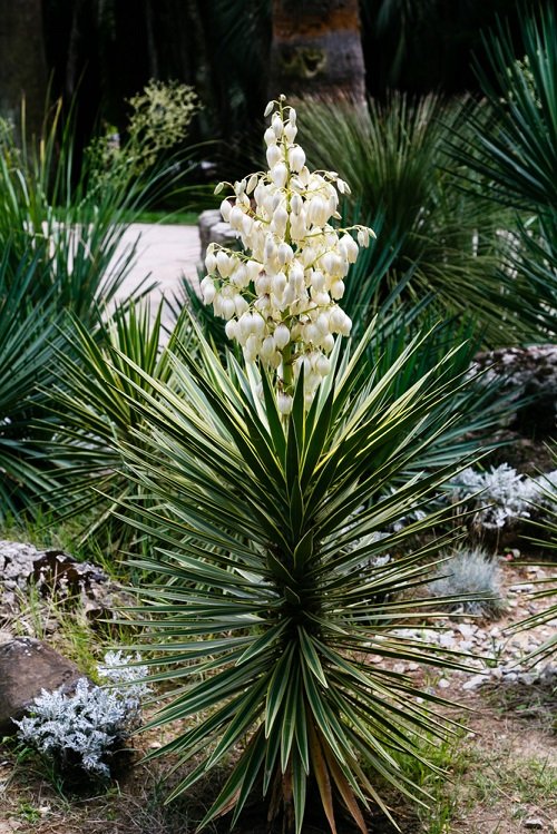 Different Types of Yucca Plant Varieties 6