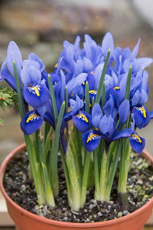 Stunning Blue and Purple Flowers 11