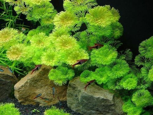 25 Best Plants for a Koi Pond that You Must Grow 10